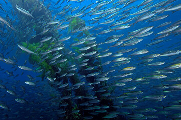 Fototapeta na wymiar School of jack mackerel, Trachurus symmetricus, Channel Islands, Anacapa Island, California, Pacific