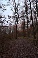 Auflicht Sonnenuntergang im Wald Winter