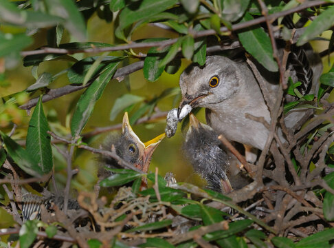 Mother mockingbird feeding her nest of young, Thousand Oaks, CA, USA