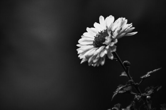 white flower on black background