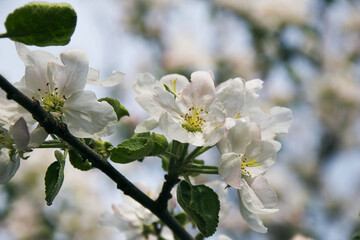 
apple blossoms