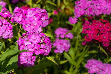 Dianthus barbatus (Sweet William's) in garden. Purple flowers dianthus barbatus in natural background.