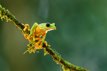 The gliding tree frog (Agalychnis spurrelli) sitting on a branch near  Sarapiqui in Costa Rica.