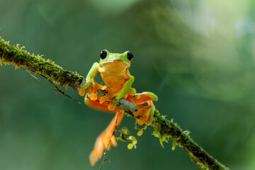 The gliding tree frog (Agalychnis spurrelli) sitting on a branch near  Sarapiqui in Costa Rica.