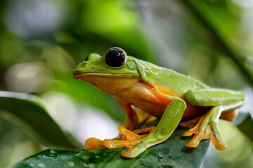 The gliding tree frog (Agalychnis spurrelli) sitting on a branch near  Sarapiqui in Costa Rica.