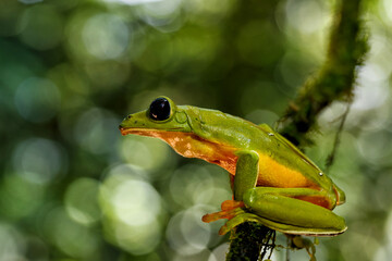 The gliding tree frog (Agalychnis spurrelli) sitting on a branch near  Sarapiqui in Costa Rica.
