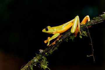 The gliding tree frog (Agalychnis spurrelli) sitting on a branch near  Sarapiqui in Costa Rica.