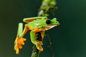 The gliding tree frog (Agalychnis spurrelli) sitting on a branch near  Sarapiqui in Costa Rica.