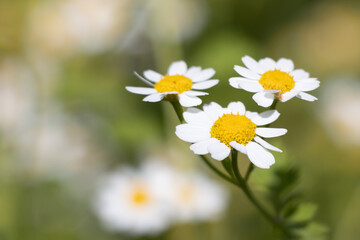 Obraz premium Pretty white flowers of Tanacetum parthenium,or feverfew, a traditional medicinal herb species of chrysanthemum is also a companion plant containing pyrethrin to repel pests in gardens.