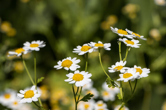 Pretty white flowers of Tanacetum parthenium,or feverfew, a traditional medicinal herb species of chrysanthemum is also a companion plant containing pyrethrin to repel pests in gardens.