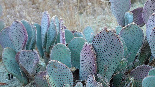 Beavertail (Opuntia basilaris), Cacti of California. USA