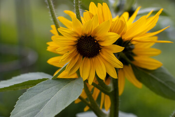A field full of sunflowers