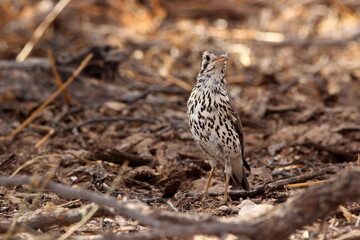 Groundscraper Thrush in the Kgalagadi