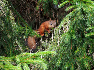 Among the needles, a young squirrel is moving along a spruce branch. The fluffy tail is pulled down. The squirrel sniffs the needles.