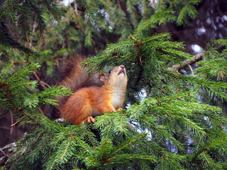 A young squirrel sits on a fir tree and sniffs a coniferous branch. Close-up. Natural forest background with squirrel.