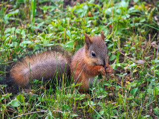 Naklejka na ściany i meble A small young fluffy squirrel sits on the grass and eats. Close-up. Natural background with squirrel.