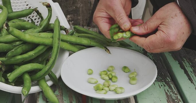 Timelapse view of hands peeling fresh broad beans from their pods and placing them in a kitchen dish