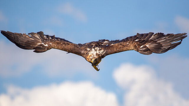 Seeadler