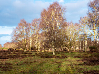 Fototapeta premium Silver birch trees in a field in winter sunlight