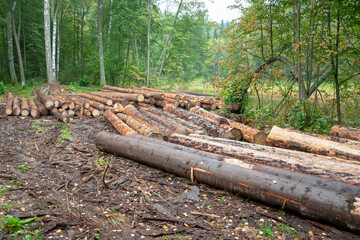 sawn tree trunks - logs lie on the ground in the forest. The concept of logging, lumber, materials for construction.