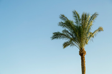 Palm trees on a background of blue sky green juicy leaves copy place.