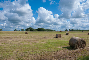 hay bales in the field