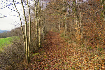 Wanderweg im Ith in Niedersachsen