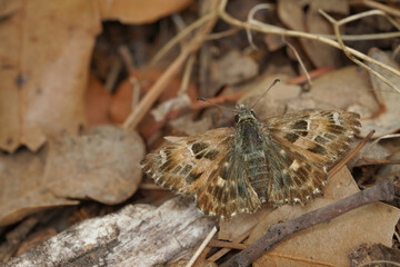 Closeup on a Mallow skipper,Carcharodus alceae, sitting on the ground with open wings