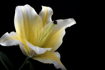 Beautiful white lily flower in black background