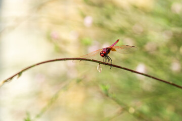 red dragonfly on a branch