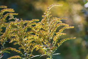 Flower of mature grass in the meadow. The background is nice bokeh.