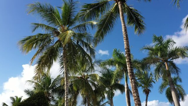 beautiful exotic palm trees at the caribbean sea, Punta Cana, Dominican Republic