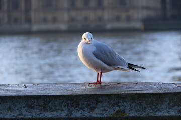 seagull on the pier