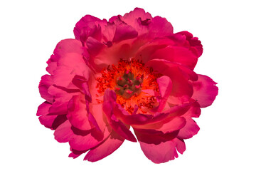 Lovely pink peony flower