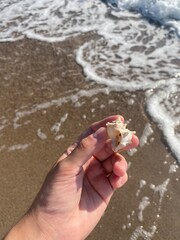 person holding a seashell