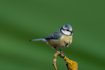 Cute Blue Tit