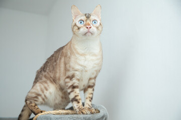 Snow Bengal on Cat Tree