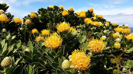 yellow flowers against sky