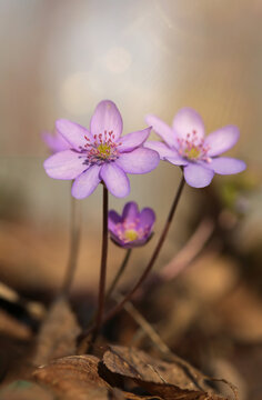 Przylaszczka pospolita - Hepatica nobilis