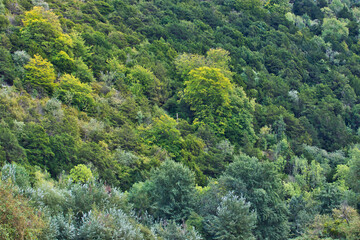 forest in the mountains