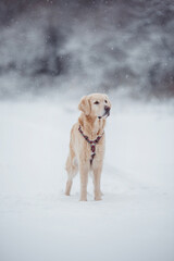 dog Golden retriever winter
