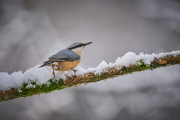 Eurasian Nuthatch (Sitta europaea) sitting on the tree trunk