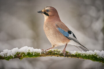 Bird jay (garrulus glandarius) on forest background.