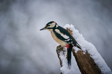Great spotted Woodpecker (Dendrocopos major) perched on branch.