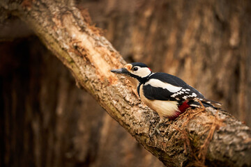 Great spotted Woodpecker (Dendrocopos major) perched on branch.