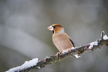 Hawfinch (Coccothraustes coccothraustes) sitting in the branch