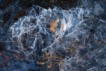 Abstract ice background. Dark blue background with cracks on the ice surface with frozen leaves and needles. 