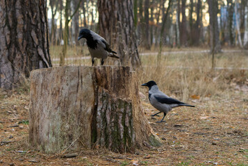 Young hooded crow also called hoodie with nut. Shallow depth, selective focus. Two Corvus corone cornix at the park.