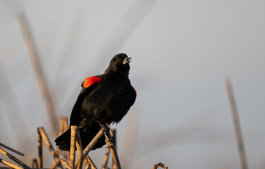 red winged black bird