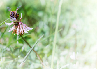 A bee on a clover flower. White wildflower. Insect on a meadow flower.